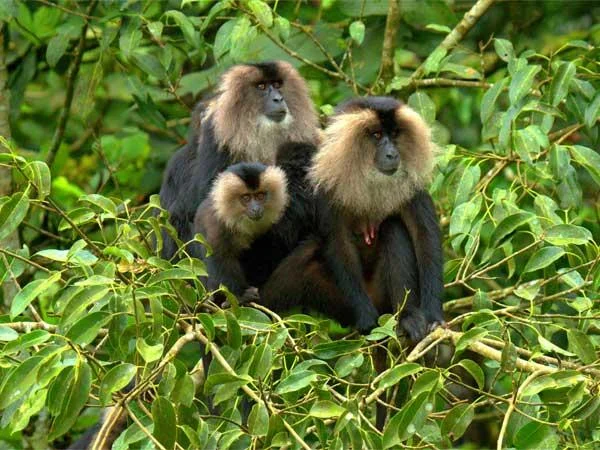 வன விலங்குகள் பற்றிய தேசிய கணக்கெடுப்பு நாளை!