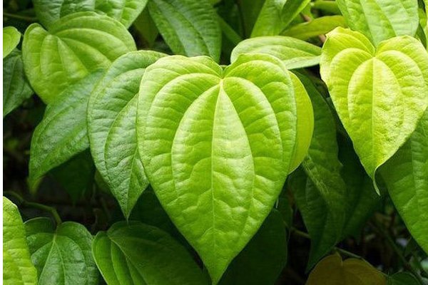 பாகிஸ்தானுக்கு வெற்றிலை ஏற்றுமதி தடை